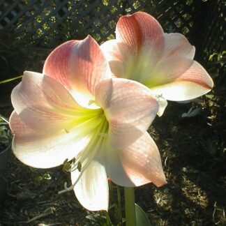 Amaryllis Apple Blossom JUMBO SIZE