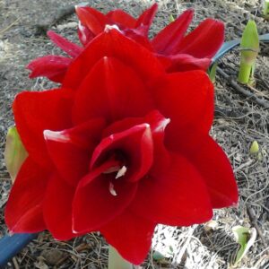 Amaryllis Cherry NYMPH® 30 cm
