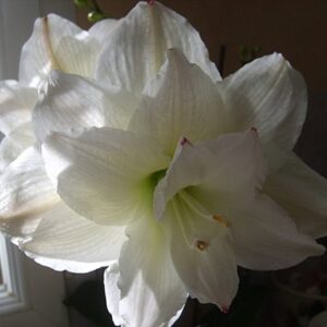 Amaryllis ARCTIC NYMPH®