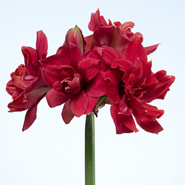 Amaryllis PINK NYMPH®