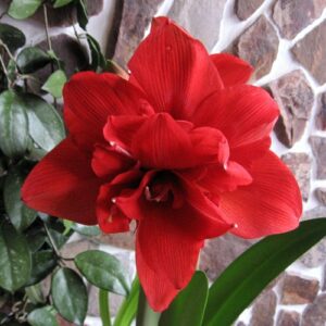 Amaryllis RED NYMPH®