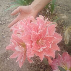 Amaryllis Sweet NYMPH®