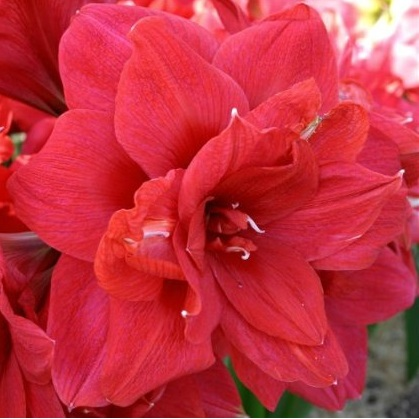 Amaryllis MALAGA