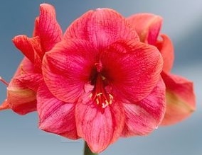 Amaryllis Hercules JUMBO SIZE