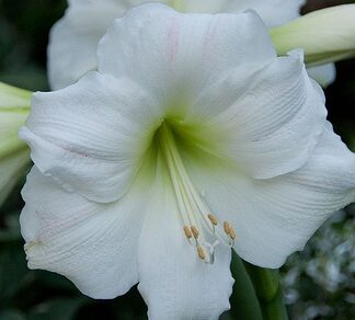 Amaryllis Christmas Gift JUMBO SIZE