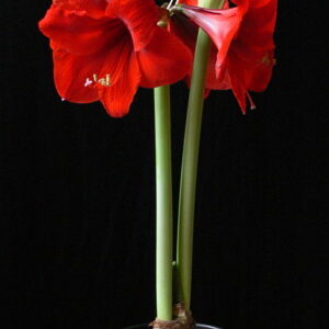 Amaryllis RED LION