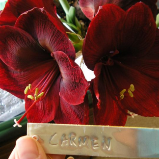 Amaryllis Carmen