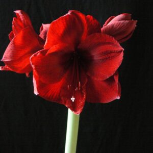 Amaryllis Benfica 30 cm