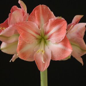 Amaryllis FARO