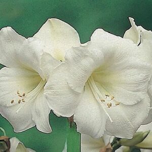 Amaryllis Mount Blanc