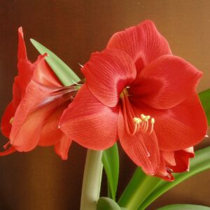 Amaryllis Floris Hekker