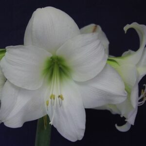 Amaryllis ATHENE