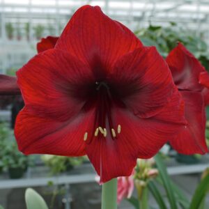 Amaryllis RED PEARL Large Size