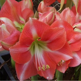 Amaryllis ROSALIE