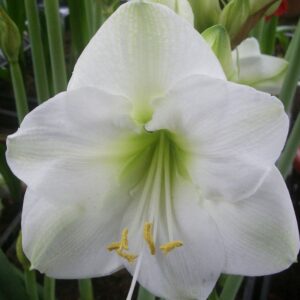 Amaryllis SKYROS