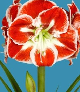 Amaryllis Prelude JUMBO SIZE
