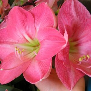 Amaryllis Pink Impression JUMBO SIZE