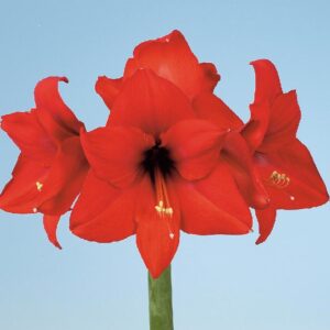 Amaryllis TOLEDO Jumbo