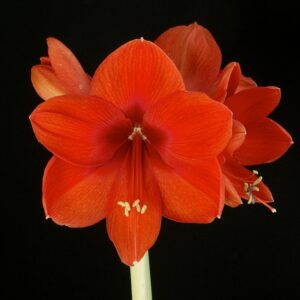 Amaryllis Sovereign 28 cm