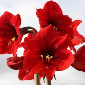 Amaryllis Rapido