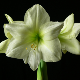 Amaryllis Yellow STAR 28+ Cm