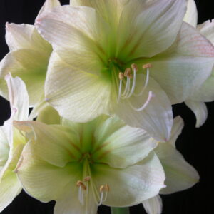 Amaryllis LIMONA