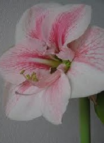 Amaryllis NOVELLA