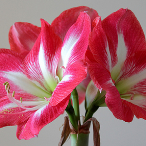 Amaryllis Monte Carlo