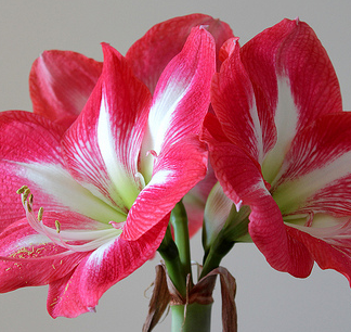 Amaryllis Monte Carlo