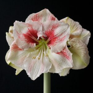 Amaryllis HURRICANE