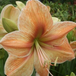 Amaryllis Exotica