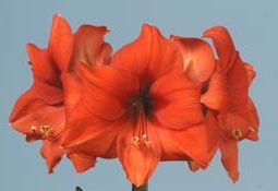 Amaryllis Desire