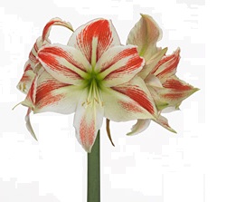 Amaryllis AMORICE