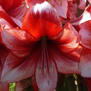 Amaryllis TEMPTATION