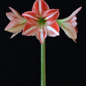 Amaryllis FairyTale