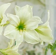 Amaryllis GREEN GODDESS