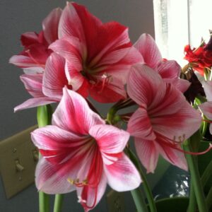 Amaryllis Gervase Jumbo 34+ Cm Cir