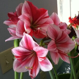 Amaryllis Gervase Jumbo 34+ Cm Cir