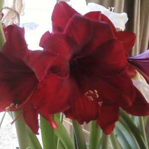 Amaryllis ROYAL VELVET
