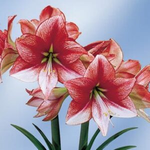 Amaryllis SHOWMASTER