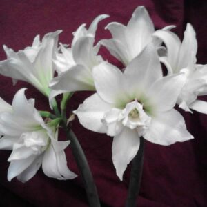 Amaryllis JEWEL