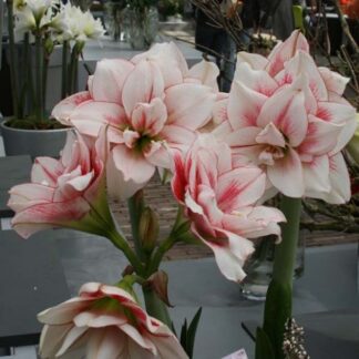 Amaryllis ELVAS 34-36 cm