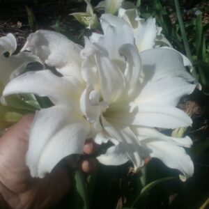 Amaryllis ICE QUEEN 28+ cm cir