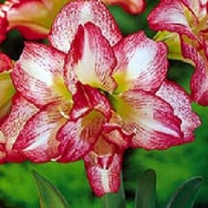 Amaryllis Double Record