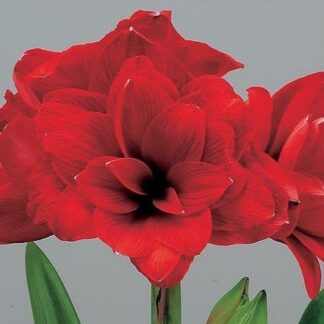 Amaryllis Double Dragon Jumbo 34+ cm Cir