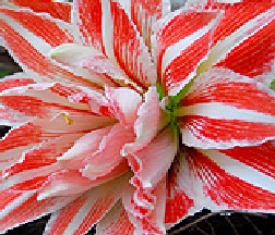 Amaryllis DANCING QUEEN Jumbo