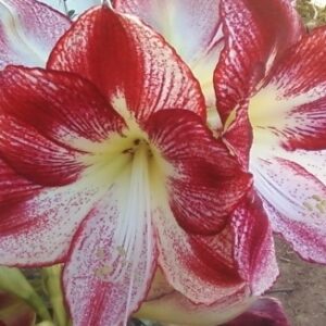 Amaryllis FLAMENCO QUEEN Jumbo 34+ bulbs