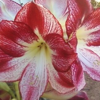 Amaryllis FLAMENCO QUEEN Jumbo 34+ bulbs