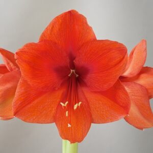 Amaryllis Souvenir