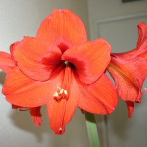 Amaryllis Rilona